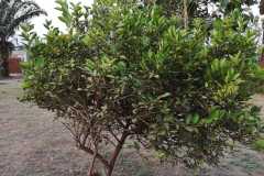 Limonka1