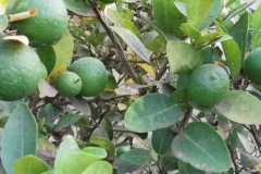 Limonka2