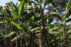 Plantacja-bananów-pastewnych1