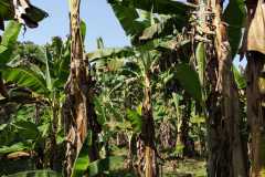 Plantacja-bananów-pastewnych2