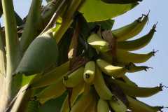 Plantacja-bananów-pastewnych3