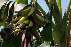 Plantacja-bananów-pastewnych7