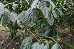 Plantacja-kawy1