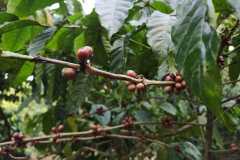 Plantacja-kawy2
