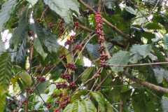 Plantacja-kawy3