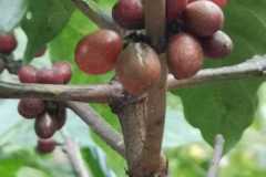 Plantacja-kawy4