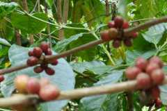 Plantacja-kawy5