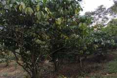 Plantacja-kawy6