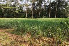 Trwa-cytrynowa1