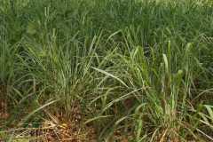 Trwa-cytrynowa2